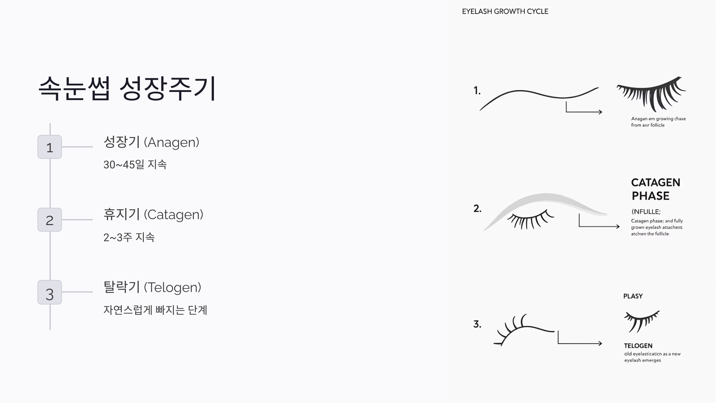 속눈썹 성장주기 이해