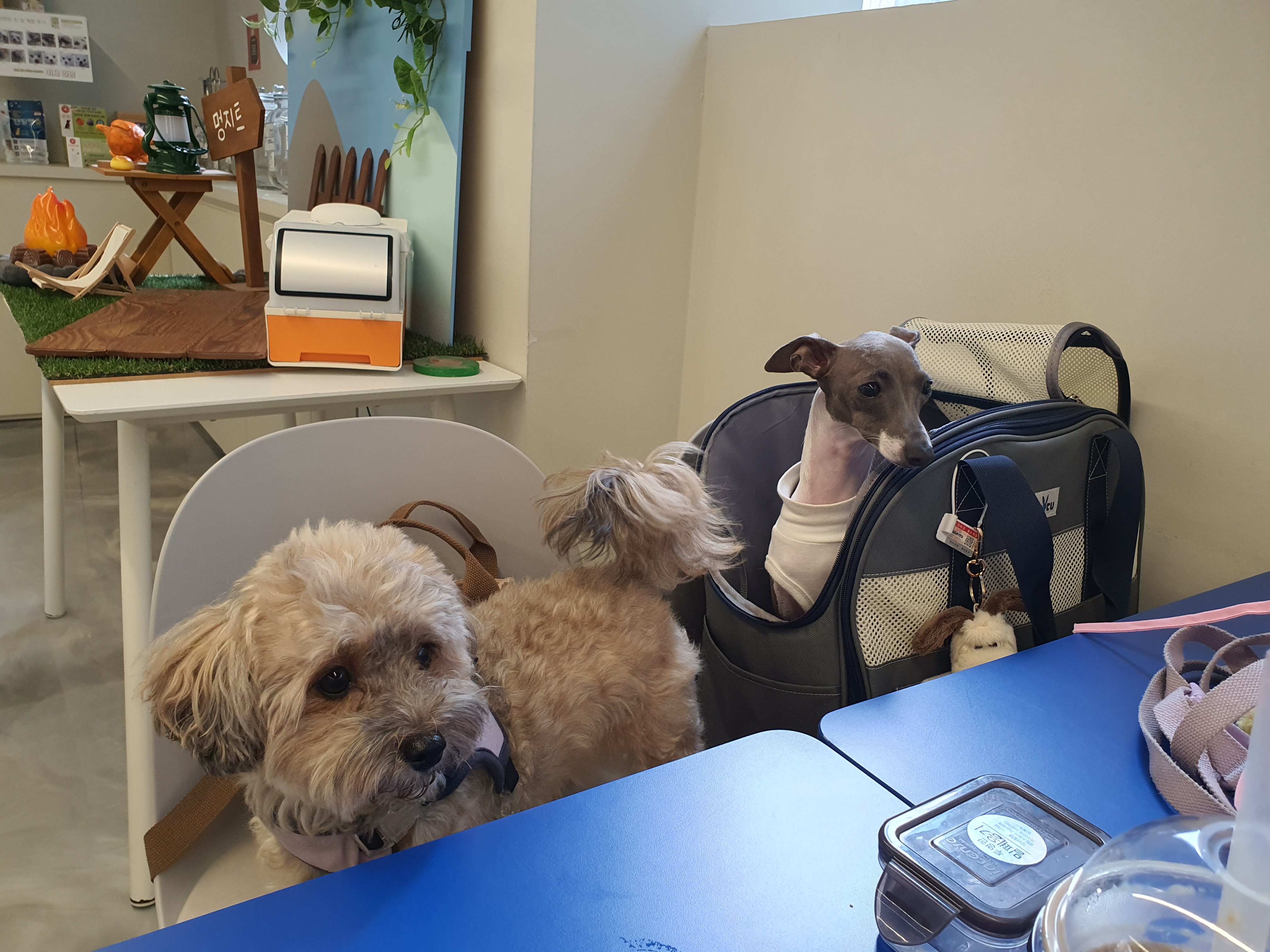 애견카페 안 강아지