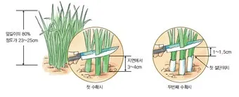 부추 재배 포기 나누기 덧비료 수확 반복_32