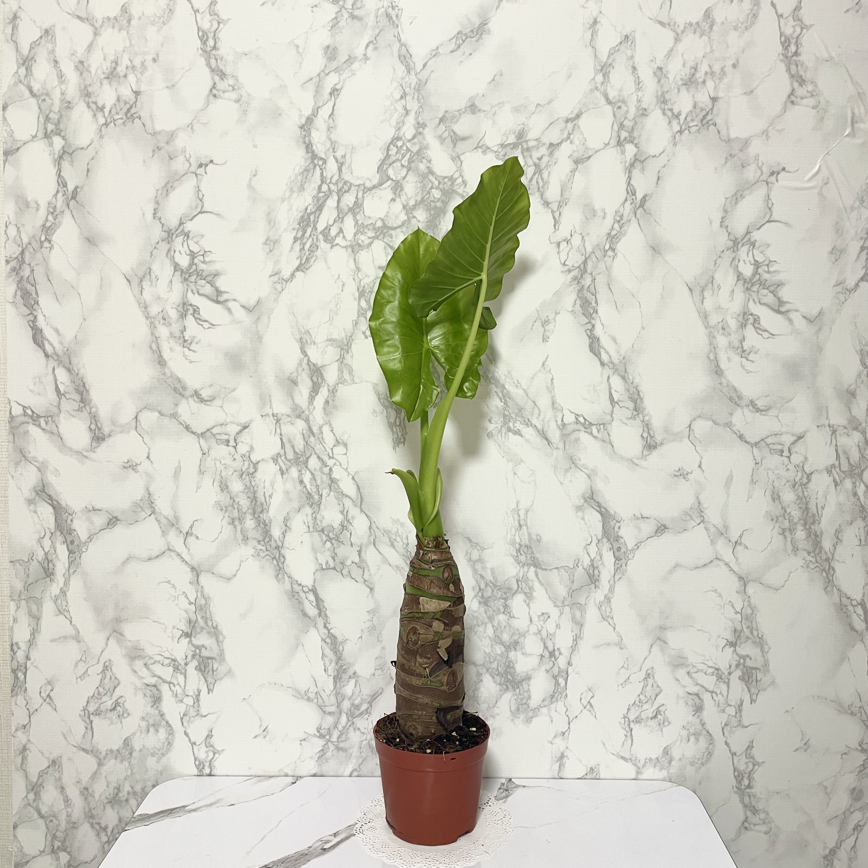 알로카시아 키우기&amp;#44; 종류&amp;#44; 번식&amp;#44; 꽃말