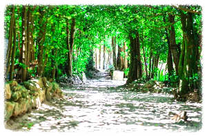 비세마을 후쿠기 가로수길