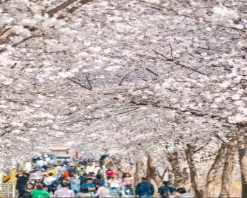 대청호 벚꽃축제_9