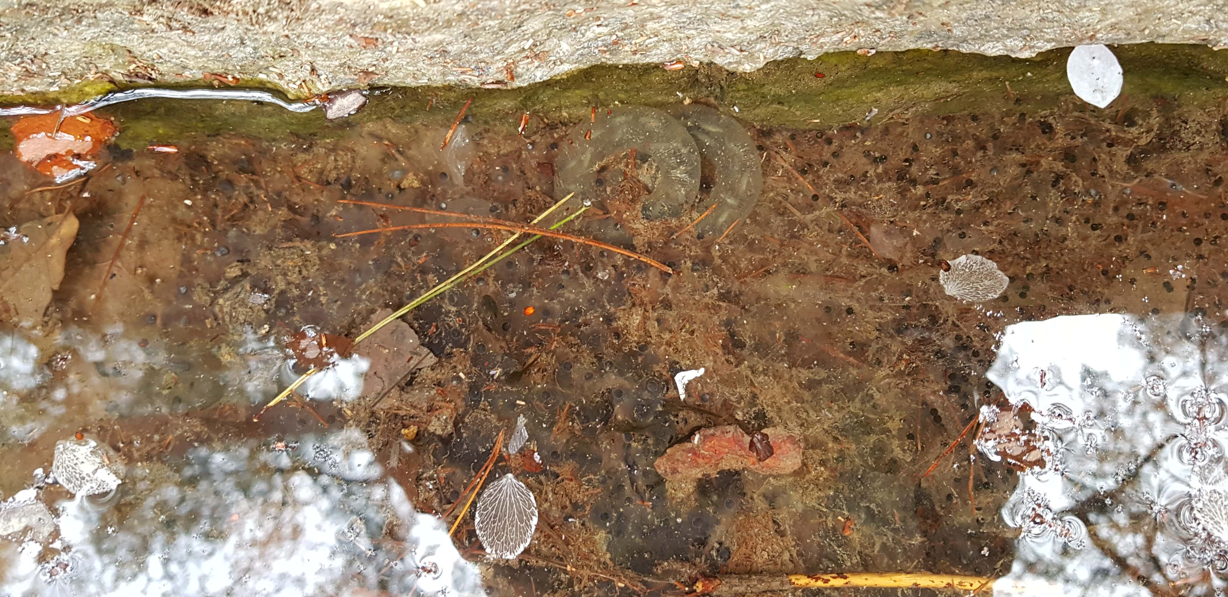 도롱뇽알과 개구리알