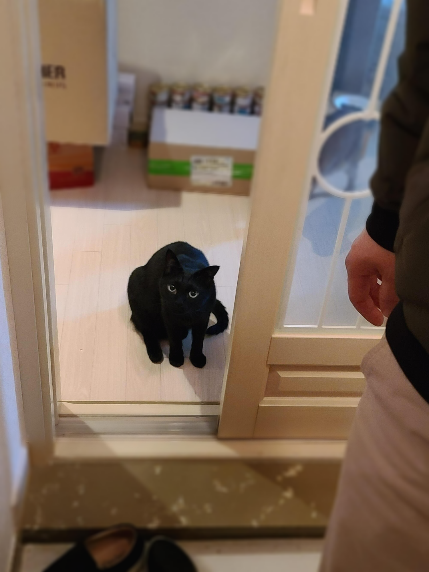 엄마 외출할때 아이컨텍하며 배웅해주는 고양이 건이랑 요미. 배웅하는 고양이.