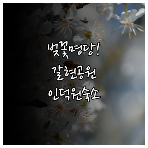 과천 갈현근린공원 벚꽃 인생샷 촬영 ..