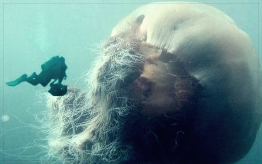 심해 공포증 테스트 방법