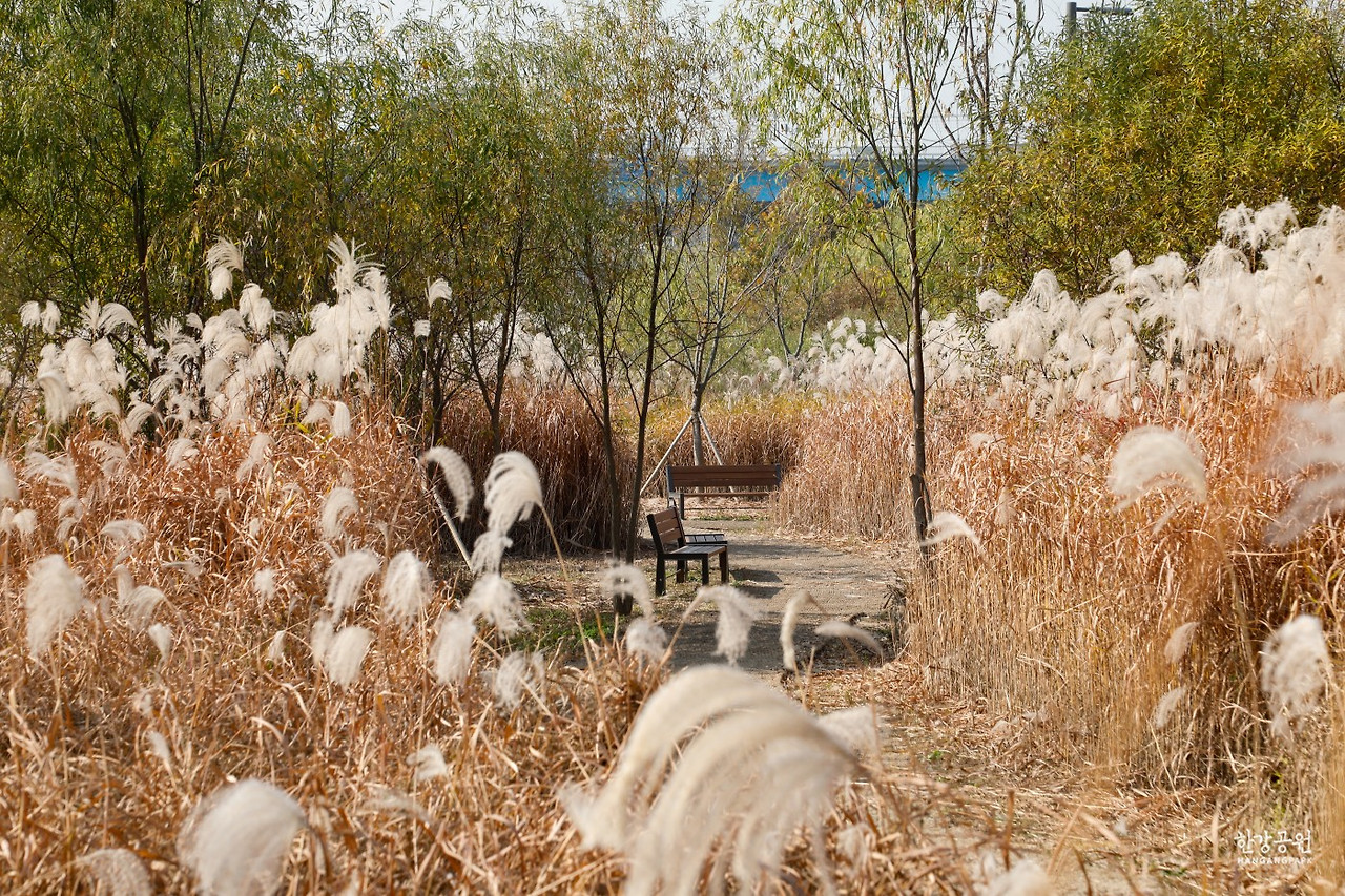 서울 단풍 명소 한강공원