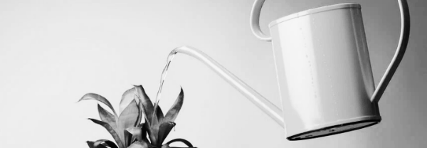 화분 물주기 방법 ⑤ 물 주는 시간