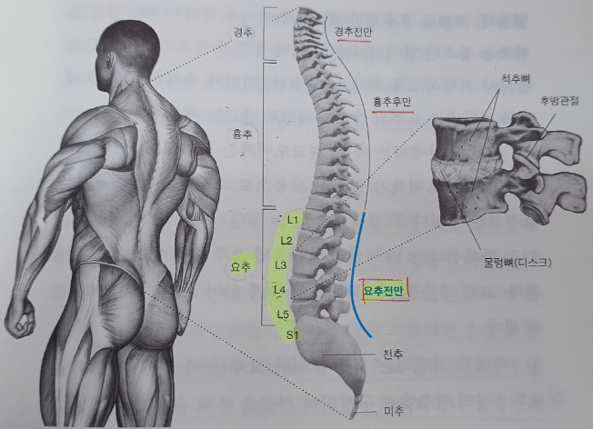 우리몸의 척추의 종류