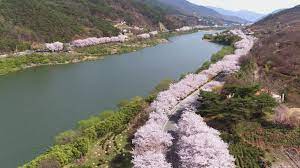 전라남도 구례 섬진강 벚꽃 명소 베스트 5 벚꽃시기 만개시기 드라이브 코스