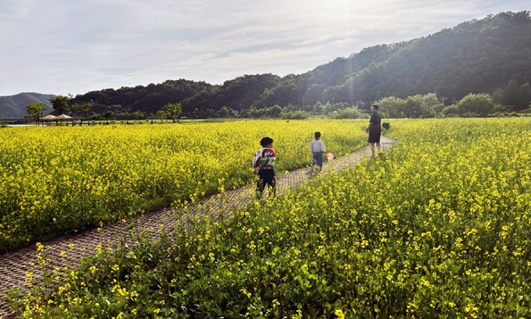 경북 유채꽃 명소 피는 시기