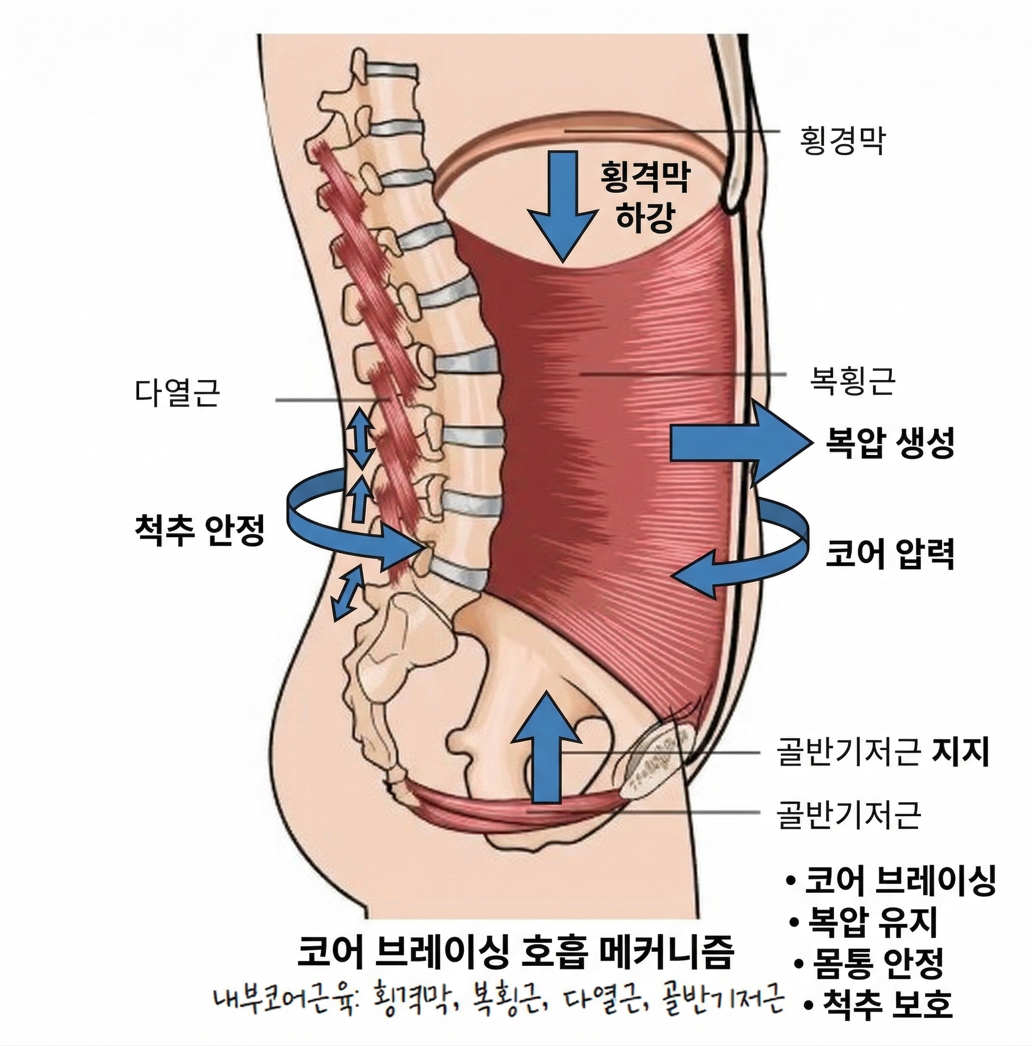 복압 유지 코어 브레이싱 갈비뼈 골반 정렬