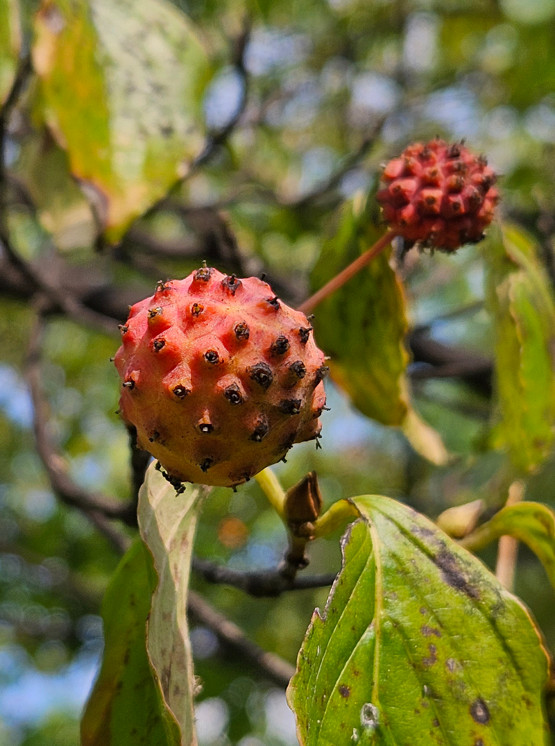 산딸나무3
