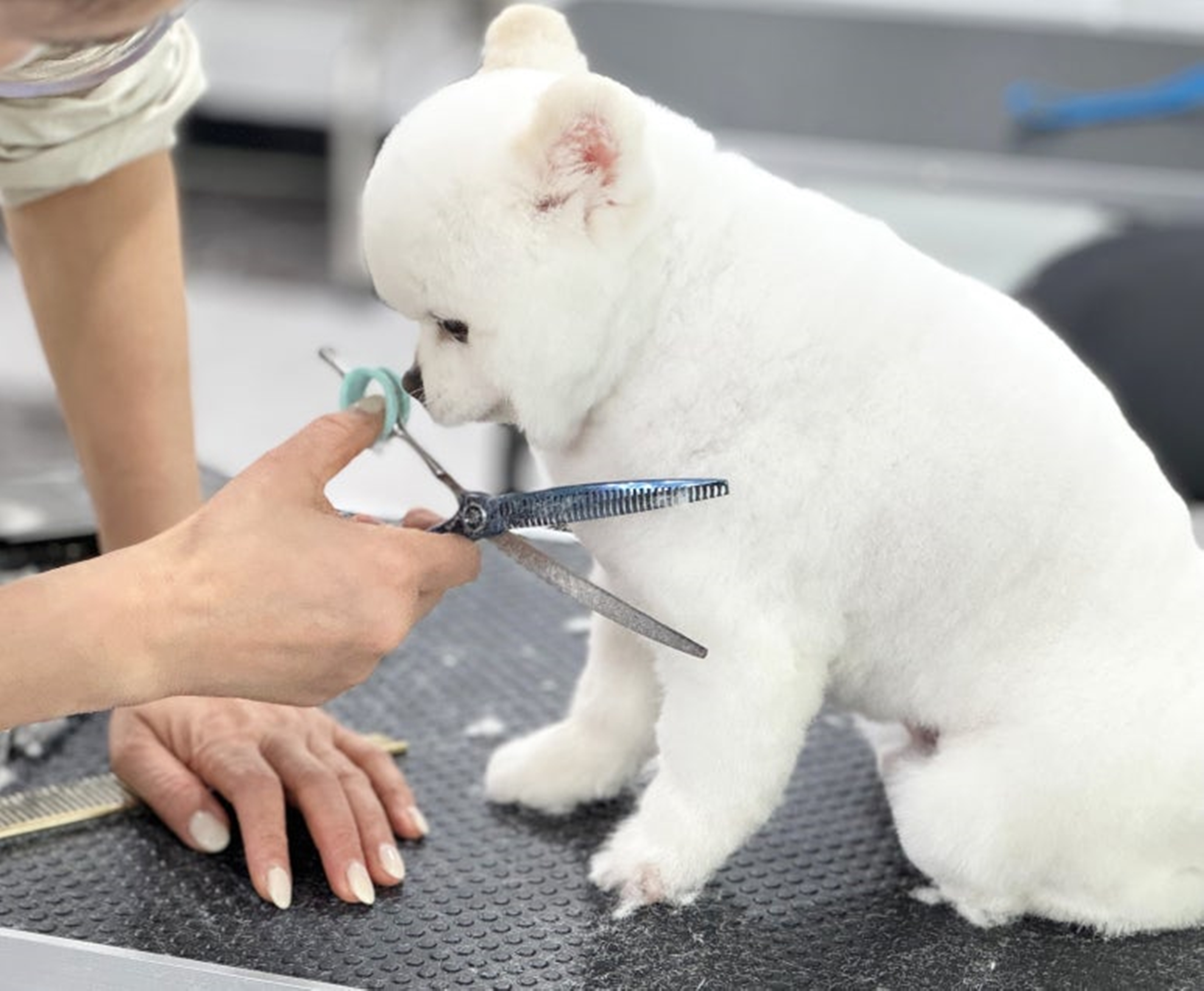 애견미용사 월급