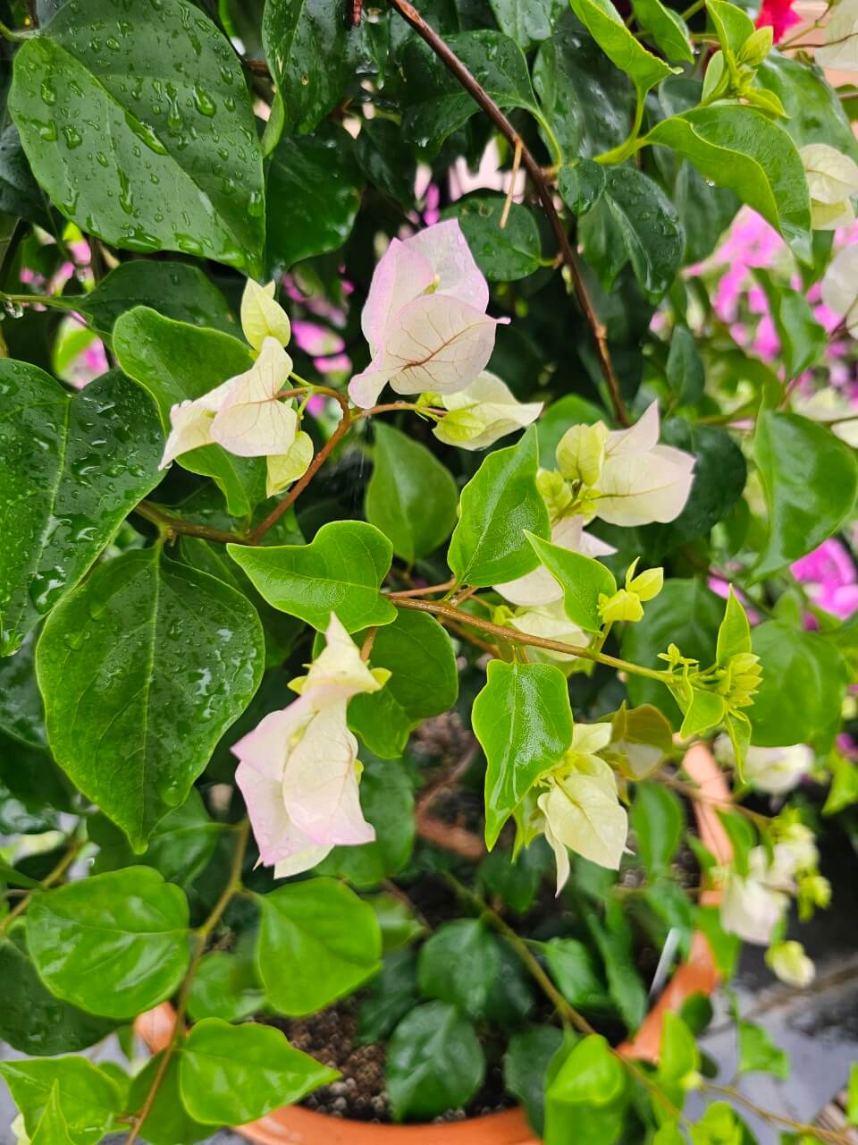 선진국 복지제도의 핵심 포인트 분석