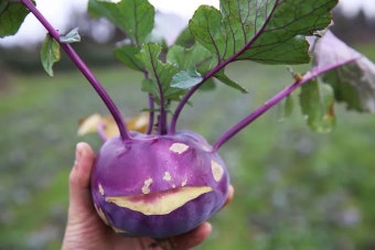 껍질 두꺼운 콜라비 보관의 핵심|소분해서 지퍼백 보관해야 오래가는 이유