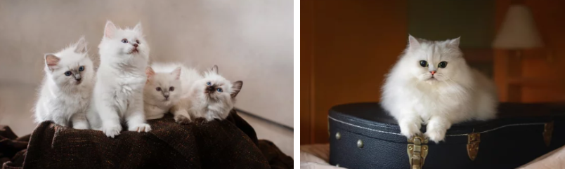 렉돌 / 출처: 어도비스톡