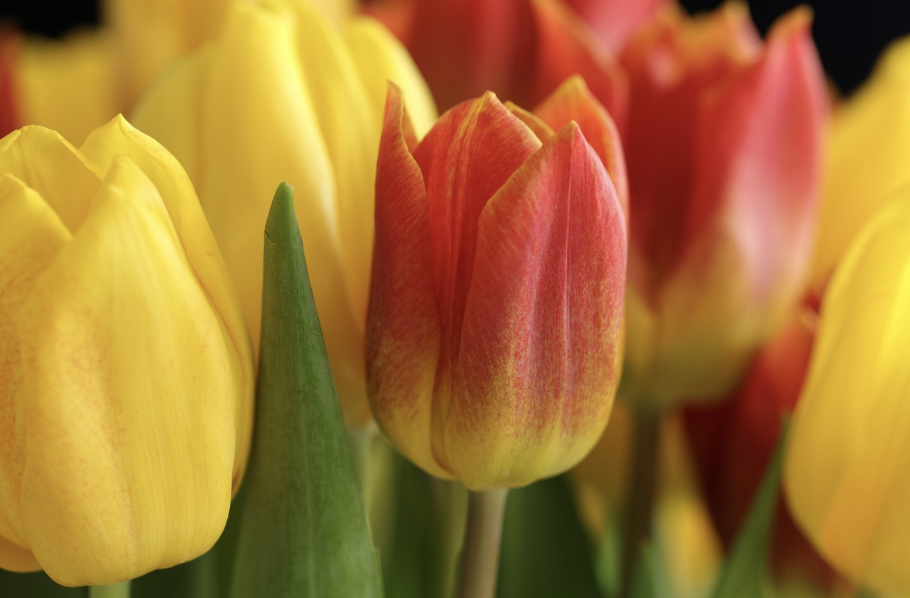 식물의 언어: 꽃말과 식물에 담긴 의미 알아보기