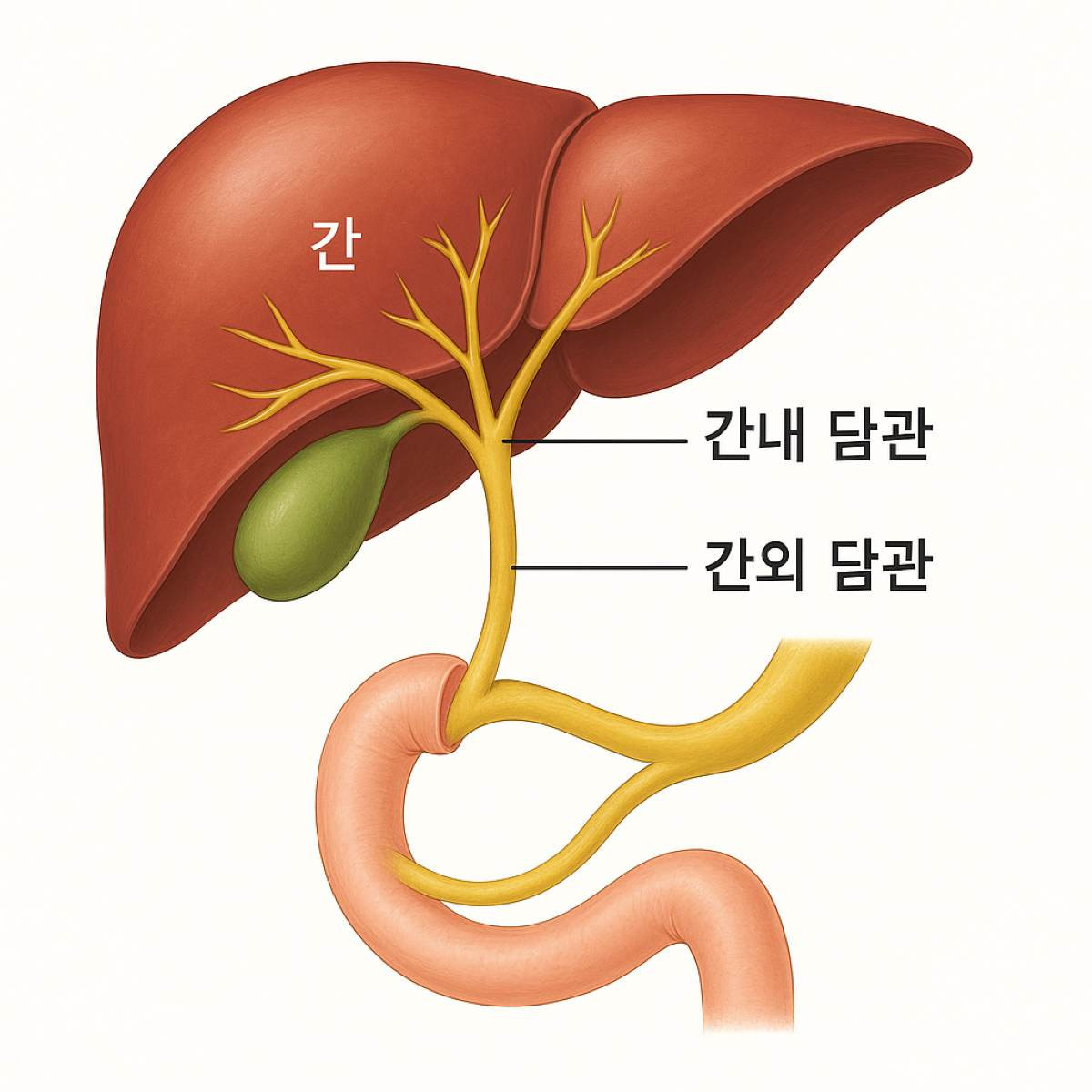 담도암에 좋은 음식