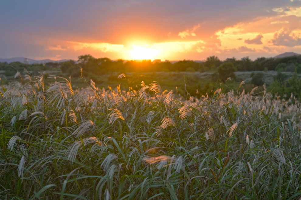 광주서창억새축제