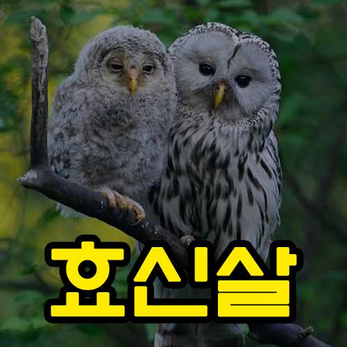 효신살 썸네일