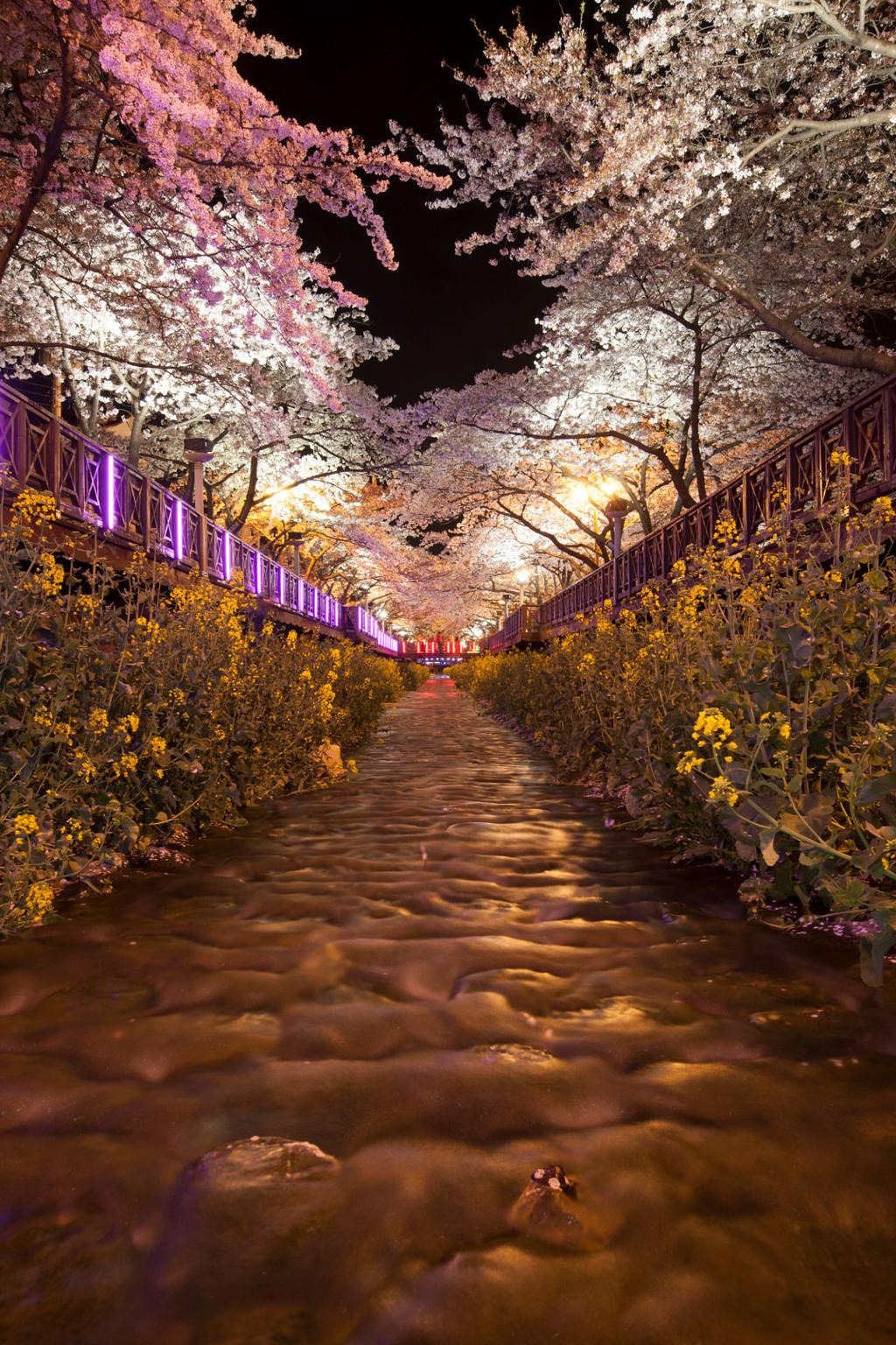2026 진해군항제 셔틀버스 노선 확인하러 가기