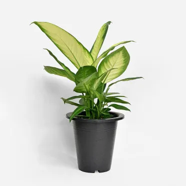 공기정화식물 추천 초보친화 관리쉬운 종류 물주기 빛 관리 가이드_8