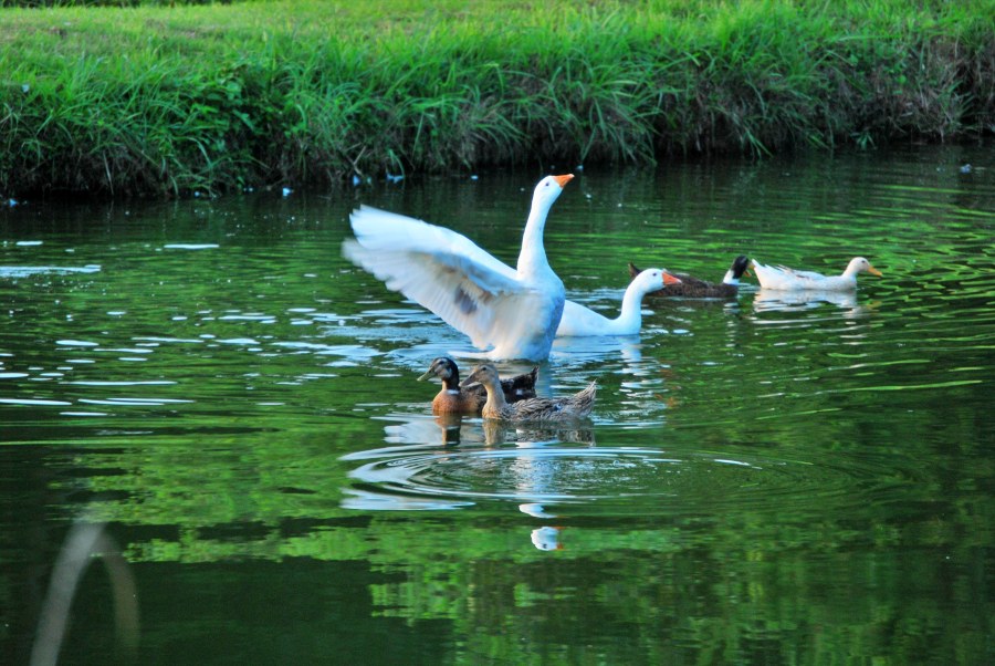 가나안 수양관 오리 거위 헤엄치는 모습