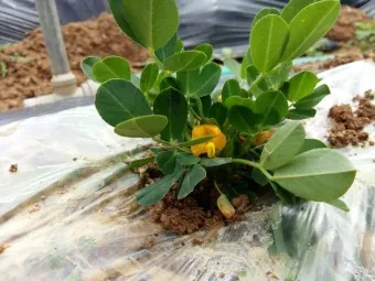 땅콩 심는 시기 수확시기 모종 파종_18