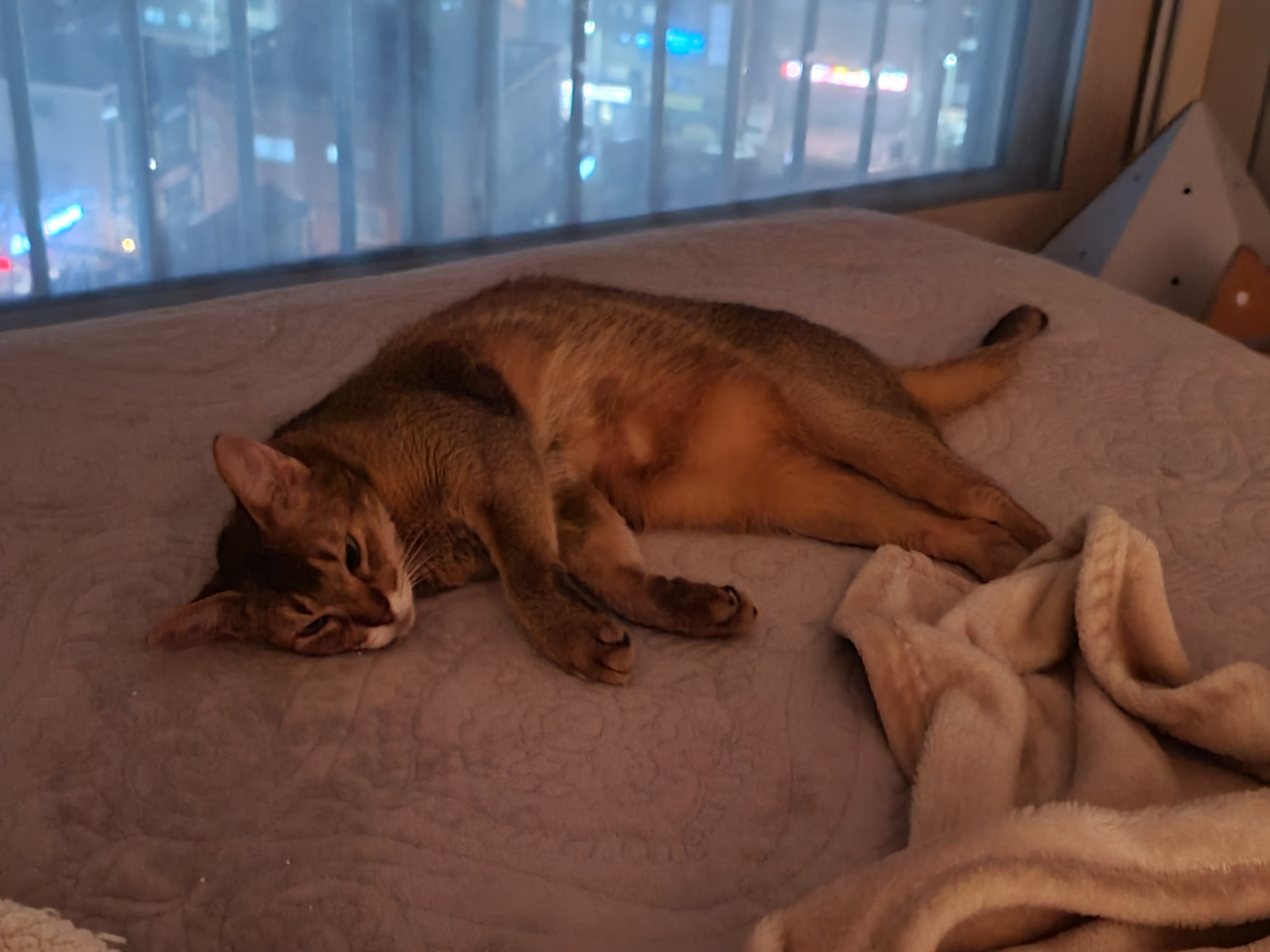 막둥이 삐용이의 장난감통 열기와 우리집 고양이들의 행동교정 방법.