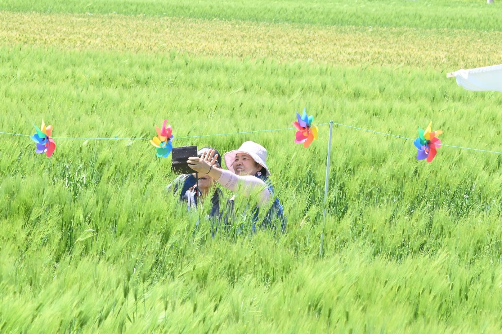 영광찰보리 축제