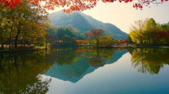 2025 내장산 단풍 절정시기 & 난이도별 등산코스 TOP 5 완벽 정리