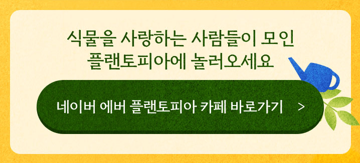 에버랜드 은행나무 숲 축제