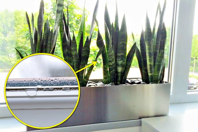 창문 결로현상 해결방법,겨울 창문 단열의 방법,습기제거식물