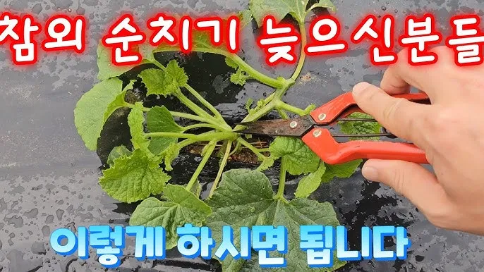 참외 순치기 순지르기 방법과 그림으로 쉽게 정리_5