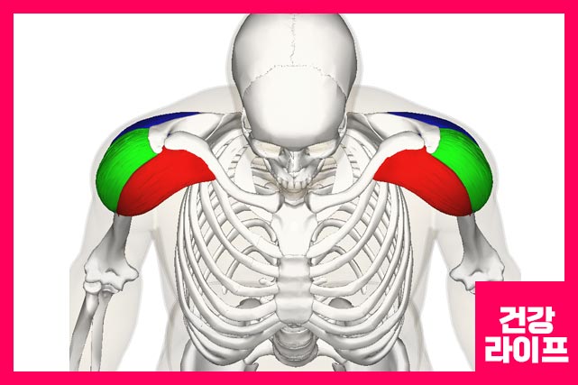 양쪽 어깨 통증