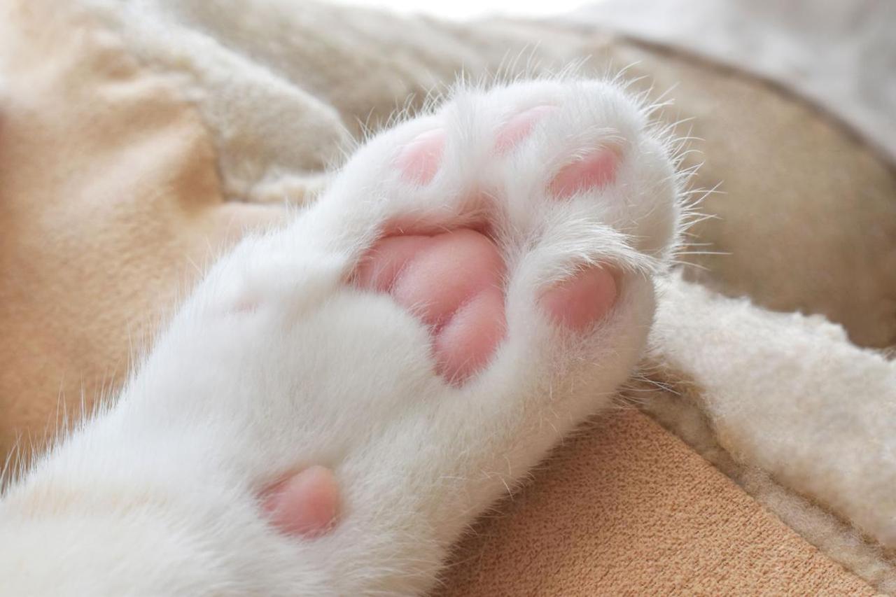 고양이 발바닥 모양으로 보는 성격 테스트