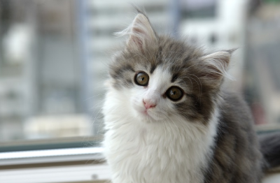 새끼 고양이