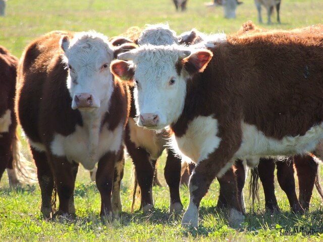 (2)오행(五行)에 따른 다섯 가지 소띠, 소띠 어린이,소띠 아이 이야기