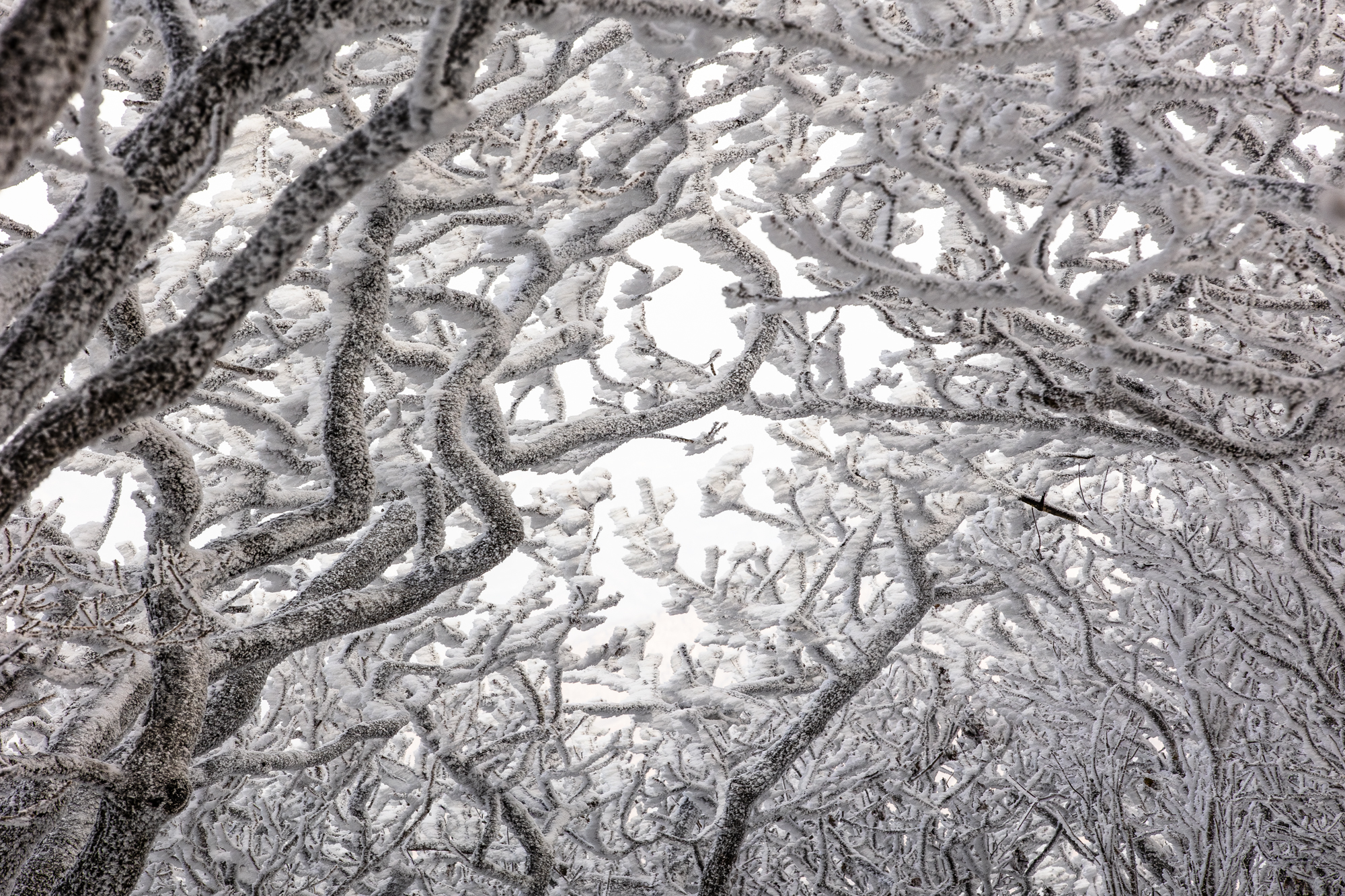 덕유산 눈꽃 상고대