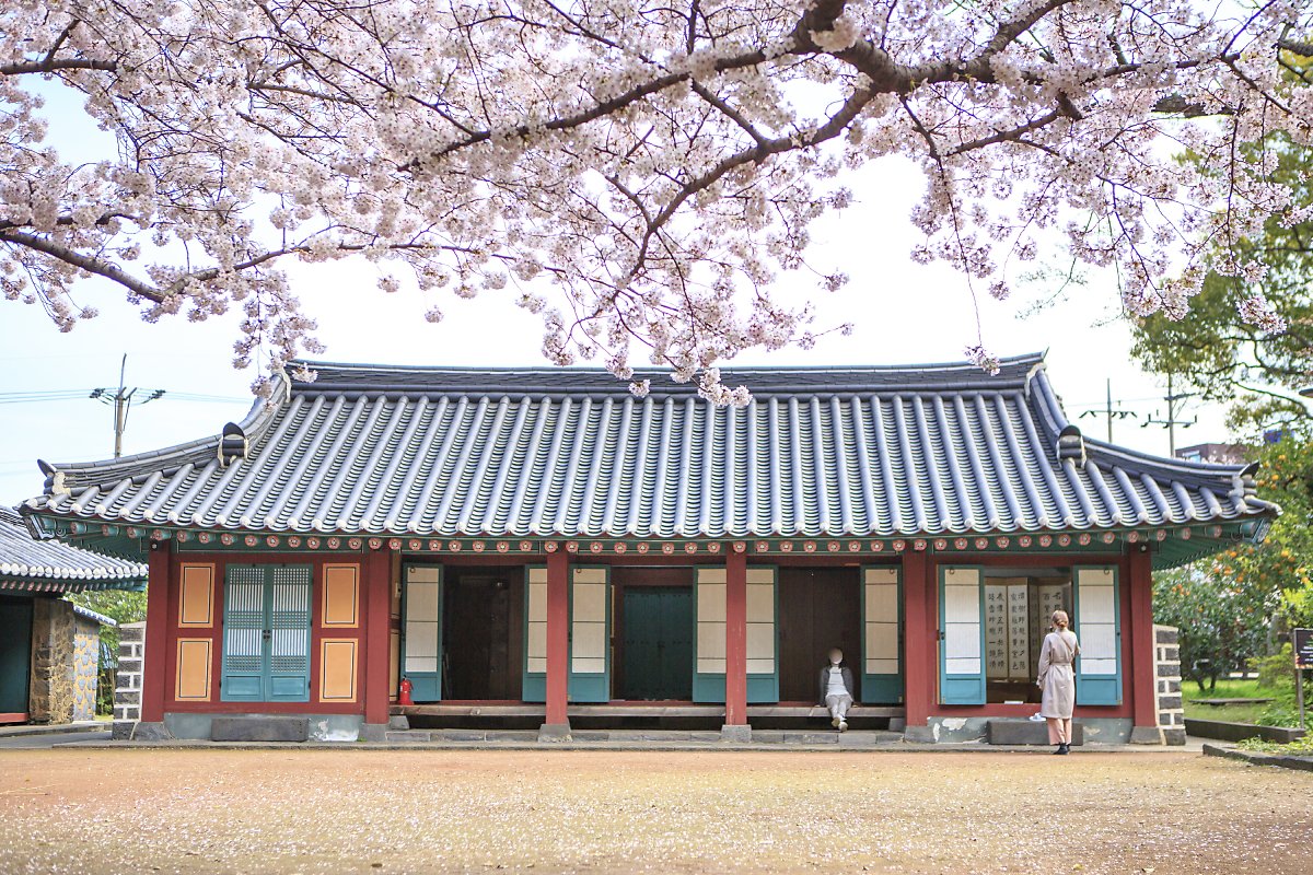 제주도 벚꽃 명소 개화시기