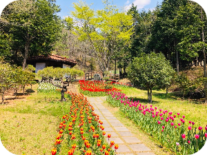 하늘빛수목정원 봄꽃 &amp; 튤립축제 이미지 출처: 하늘빛 수목정원 홈페이지