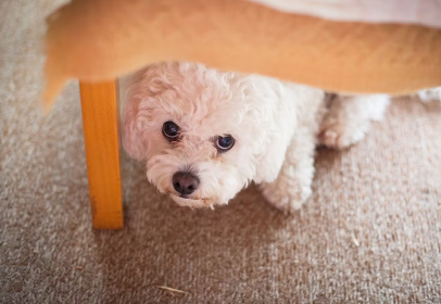 올려다보는 개.