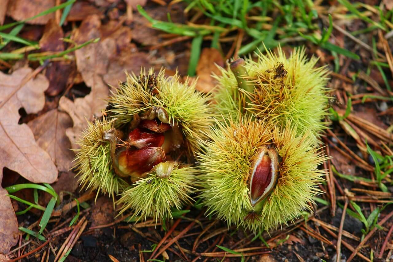 아직 안깐 밤송이들