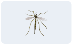 여름철 해충 발생 원인 및 박멸 방법