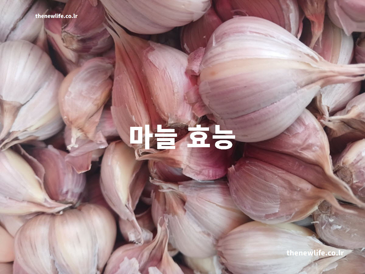 마늘 효능 대표 실사진