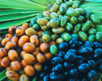 쏘팔메토의 효능 