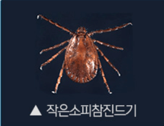 봄철 야외활동 SFTS 매개 참진드기 주의 치명률 예방법