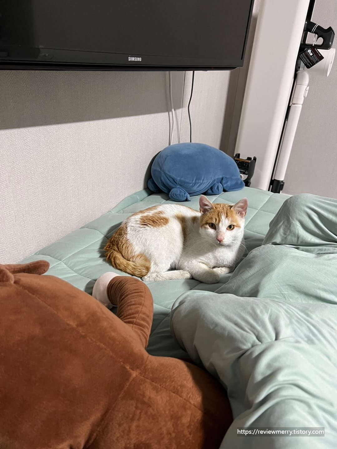 목욕 후 겨울이 사진