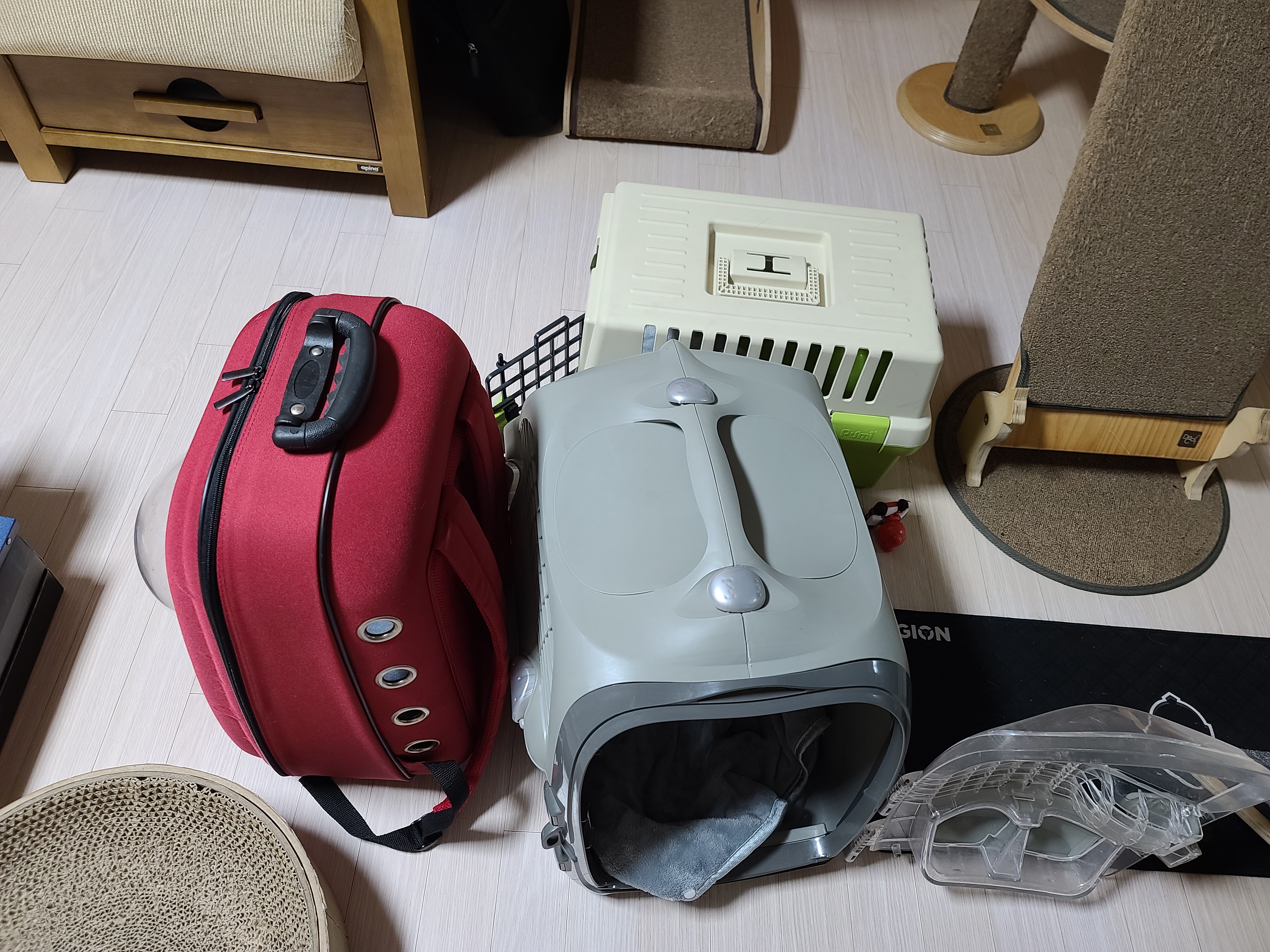 병원에서 돌아온 고양이들 상태.